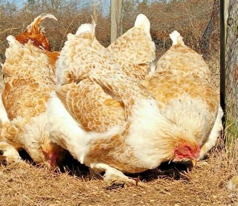 brahma chicken hatching eggs|buff brahma eggs for sale.